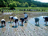 田植え
